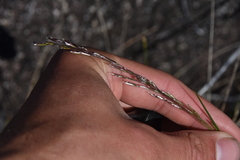Deschampsia elongata