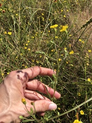 Croptilon divaricatum