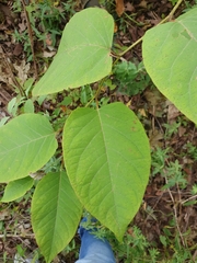 Reynoutria sachalinensis