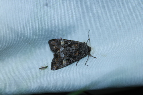 Otter Spiramater Moth photo 2