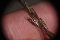 Deschampsia elongata