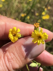 Croptilon divaricatum