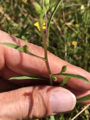 Croptilon divaricatum