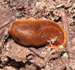 Arion