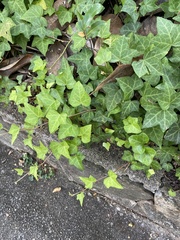 Hedera helix