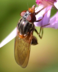Rhingia nasica