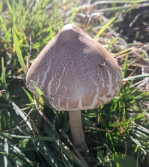 Macrolepiota mastoidea