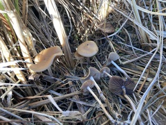 Psilocybe cyanescens