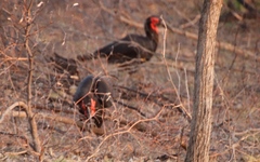 Bucorvus leadbeateri