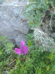 Vicia pyrenaica