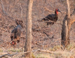 Bucorvus leadbeateri