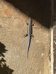 Plestiodon