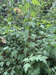 Acer glabrum