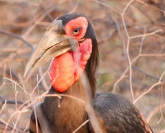 Bucorvus leadbeateri