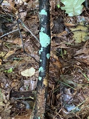 Lecanora thysanophora