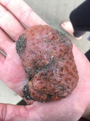 Aplidium solidum