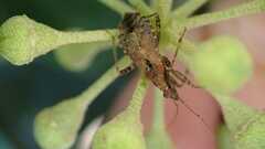 Himacerus mirmicoides