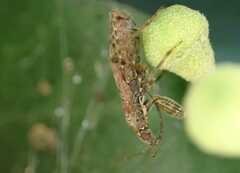 Himacerus mirmicoides