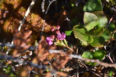 Kalmia microphylla occidentalis