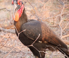 Bucorvus leadbeateri