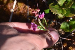 Kalmia microphylla occidentalis