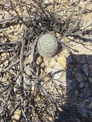 Mammillaria grahamii
