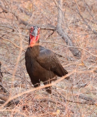 Bucorvus leadbeateri