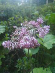 Adenostyles alliariae