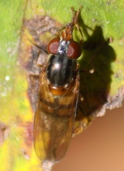Rhingia nasica