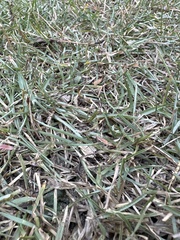 Stenotaphrum secundatum