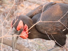 Bucorvus leadbeateri