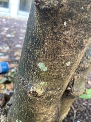 Hyperphyscia adglutinata