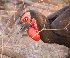 Bucorvus leadbeateri