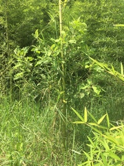 Phyllostachys aurea