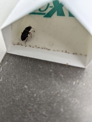 Harpalus pensylvanicus