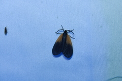 Pyromorpha dimidiata