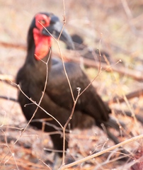 Bucorvus leadbeateri