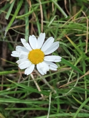 Matricaria chamomilla