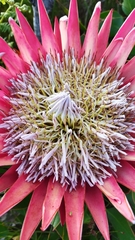 Protea cynaroides