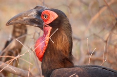 Bucorvus leadbeateri