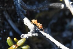 Lasius pallitarsis