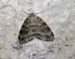 Epirrita dilutata