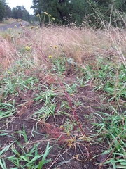 Hymenothrix dissecta