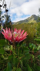 Protea cynaroides
