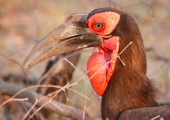 Bucorvus leadbeateri