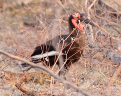 Bucorvus leadbeateri