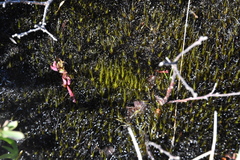 Campylopus atrovirens