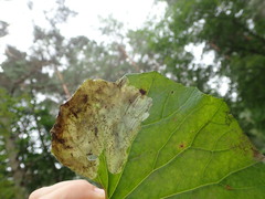Acidia cognata