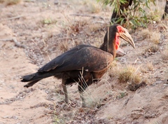Bucorvus leadbeateri