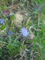 Jasione